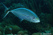 Caranx bartholomaei Carangue jaune-Bonaire Small wall-13m-20180219-Denis-ADER-DSC_6842_tn